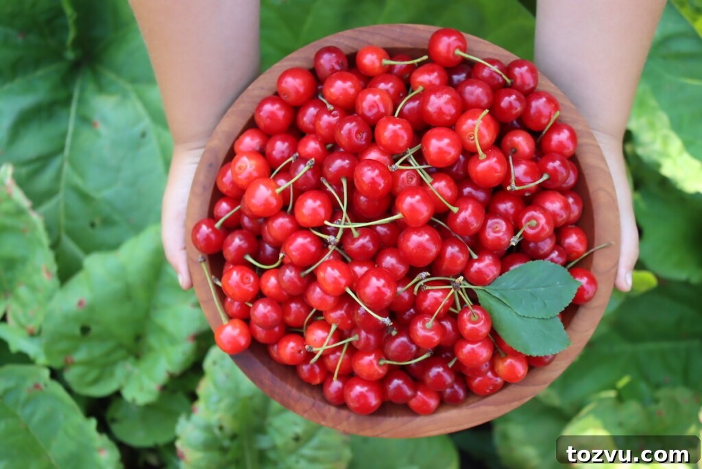 Homemade Sour Cherry Jam Recipe 3 Sour Cherries