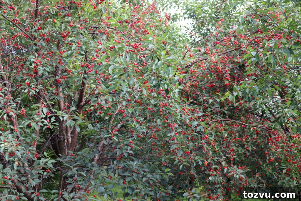 Homemade Sour Cherry Jam Recipe 4 Vermont Cherry Trees
